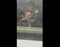 Large spider wrap bug then jumps away