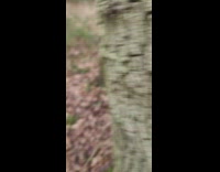 Girl on walk in woods surrounded by cows
