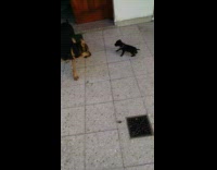 black dog chasing smaller dog around in circles 