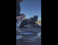 Dog Stands Up Slowly but Gets Caught