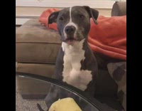 Grey and White Pitbull Whines Over Cheese On Glass Table