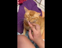 Collab PLC - Cat close eyes likes getting nose scratch