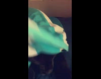 brown dog hides under blue white blanket 