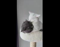 White cat on tower grooms grey cat
