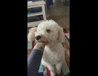 Small white dog quilt blanket grey watch 