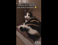 Collab BitchMP - Cat inside of cardboard box with mouth open surprised