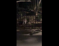 Raccoon roam at park pass through fence