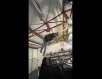 Guy suspended from ceiling with lift friends laugh