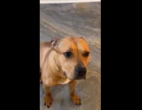 Protein shake teared and drunk by dog