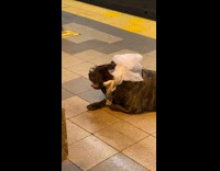 Dog lying down on subway station floor wearing glasses
