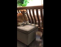 Orange cat looks inside empty poptarts box 