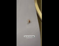Bug on the backrest of subway train seat