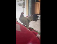 Rooster comes through door onto couch 