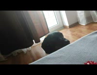 Dog on the bedside wants attention of owner