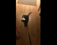 Pet cat on a leash dragged by filmer