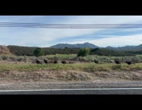 Man gobbles at turkeys responds back loudly 