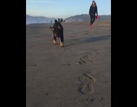 Small black dog running towards camera on the beach slow motion