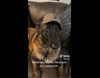 Collab dogIG_default - Pet dog with cap and big eyes reaction on the fart