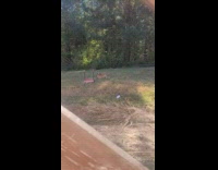 Dog rolling on grass told hes best boy