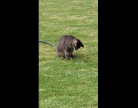Thirsty cat drinking from water hose 