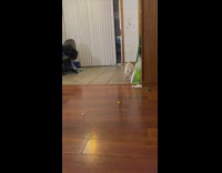 Cat plays fetch with small ball