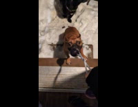 Dog likes going outside biting rope toy