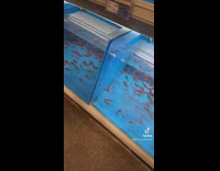 Goldfish inside of tank all frozen not moving 