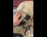 Pug growls and guards bread from girl  