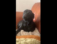 Collab Clips MPUGC - Woman uses hey audio on smiling dog