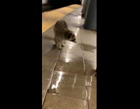 Raccoon wanders around subway station wet floors