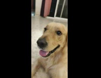 Golden retriever dog red reindeer ears headband 