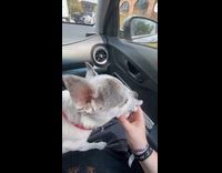 Dog excited to eat Starbucks pup cup