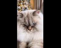 Collab PLC - White Cat sits on couch in living room 