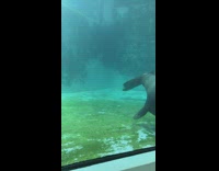 Seal lick glass where boy puts his hand