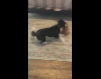 Small and big dog play paw stop 