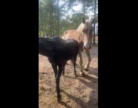 Black horse tease blonde horse to mate
