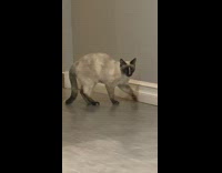 Siamese cat tantrum hit head on wall