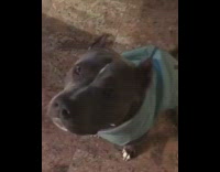 brown dog sitting up and lifting paws up at owner 