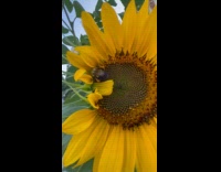 Collab winy - Bee collecting pollen on sunflower