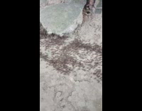 Long line created by a colony of ant