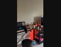 Siamese cat lay on piano keys make scary sound