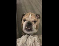 Brown white bulldog dog sits whines snaggletooth 