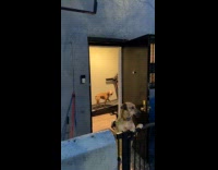 Collab WINY - Dog on leash walks on the treadmill