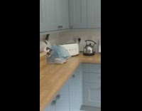 Cat claws at food net on counter