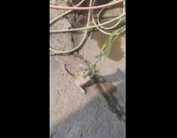 Person use leaves to play with kitten