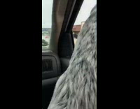 Collab BitchMP - White black dog window car pee