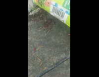 Brown frog toad outside surrounded by worms 