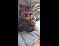 Cat licks paw with ladybug on it