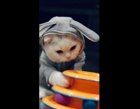 Cat with rabbit hoodie play with balls