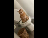 Collab Clips MPUGC2 - Orange cat sitting on white toilet using the bathroom